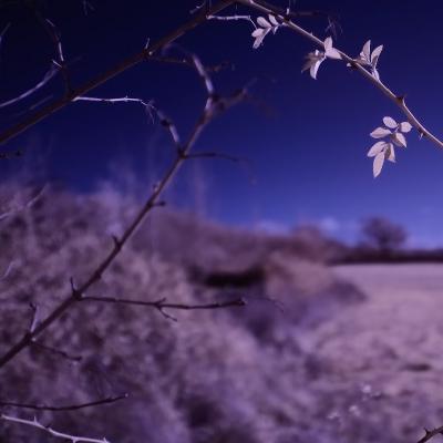 DSF9970.jpg