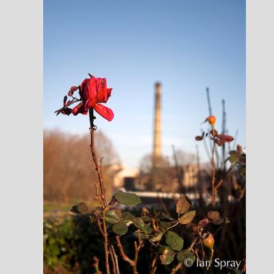 Rose-and-Chimney.jpg