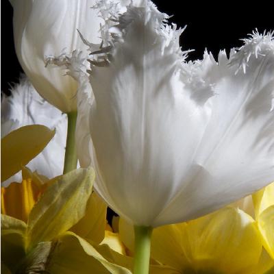 Tulips-and-Daffodils.jpg
